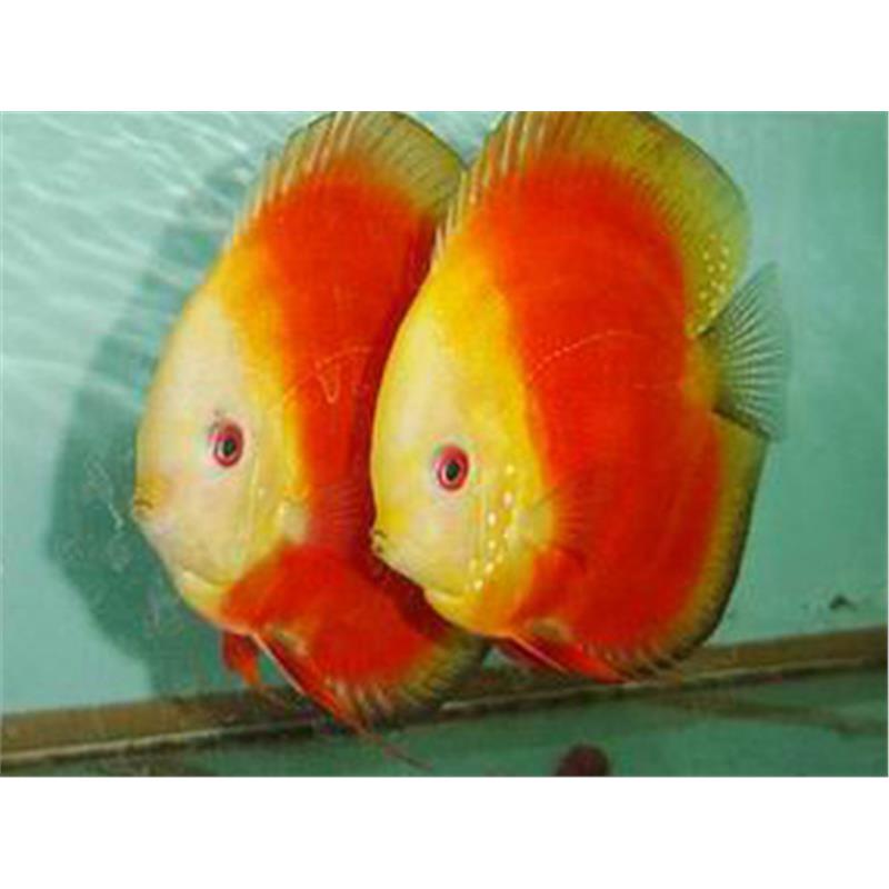 Symphysodon red melon - imagine 5